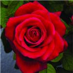ROYAL WILLIAM (hybrid tea)